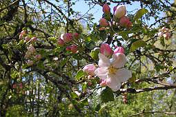 �ppelblommor